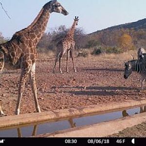 Trail Cam Pictures of Giraffe & Burchell's Plain Zebra in South Africa