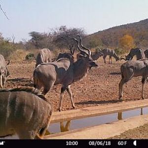 South Africa Trail Cam Pictures Kudu