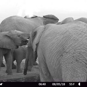 Elephant Trail Cam Pictures South Africa