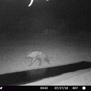 Brown Hyena Trail Cam Pictures South Africa