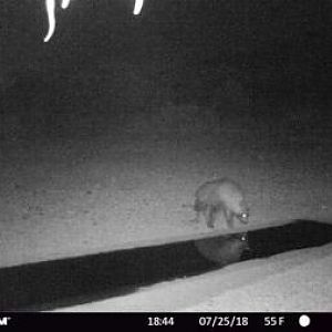 Trail Cam Pictures of Brown Hyena  in South Africa