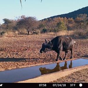 South Africa Trail Cam Pictures Cape Buffalo