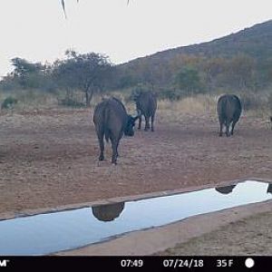 Cape Buffalo Trail Cam Pictures South Africa