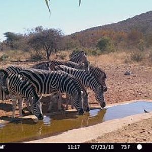 Trail Cam Pictures of Burchell's Plain Zebra in South Africa