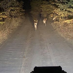 Pack of Wild Dogs in Zambia