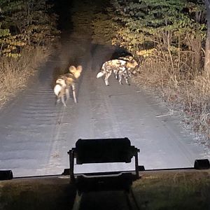 Pack of Wild Dogs in Zambia