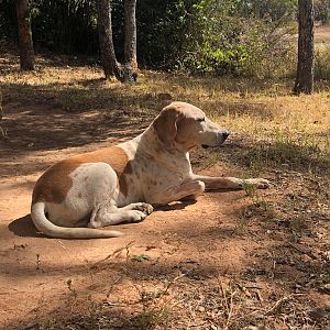 Hunting Dog in Zambia