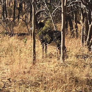 Sable Antelope in Zambia