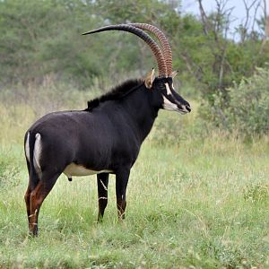 Sable Antelope South Africa