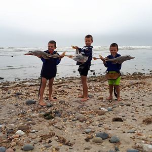 Namibia Fishing Sand Sharks