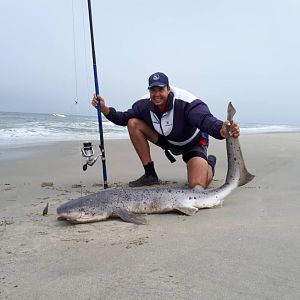 Fishing Cow shark in Namibia