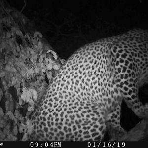 Zimbabwe Trail Cam Pictures Leopard