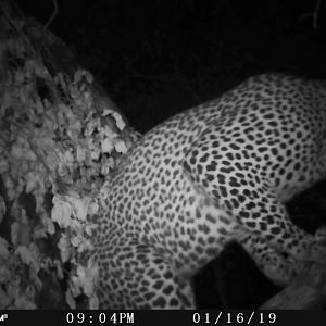 Leopard Trail Cam Pictures Zimbabwe