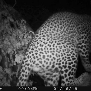 Trail Cam Pictures of Leopard in Zimbabwe