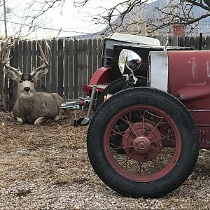 Colorado Springs Urban Mule Deer