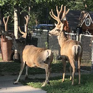 Colorado Springs Urban Mule Deer