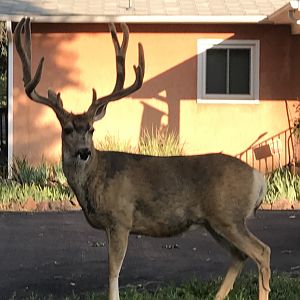 Colorado Springs Urban Mule Deer