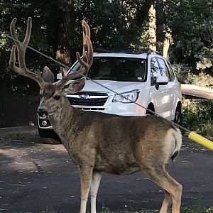 Colorado Springs Urban Mule Deer