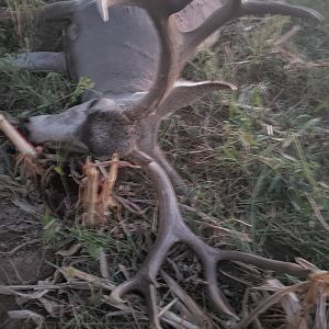 Mule Deer Hunt