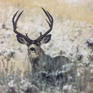 Mule Deer