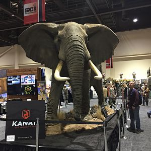 Full Mount Elephant Taxidermy