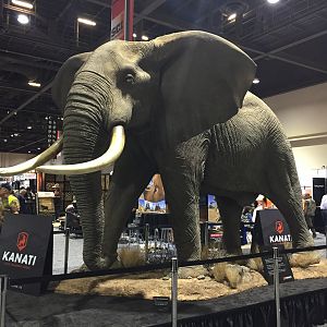 Full Mount Elephant Taxidermy