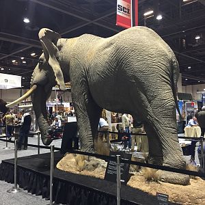 Full Mount Elephant Taxidermy