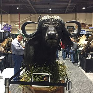 Buffalo Shoulder Mount Taxidermy