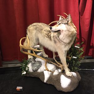 Wolf Full Mount Taxidermy