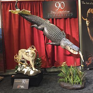 Crocodile Full Mount Taxidermy