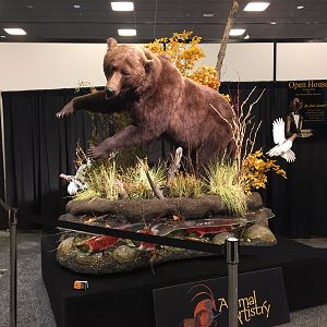 Bear Full Mount Taxidermy