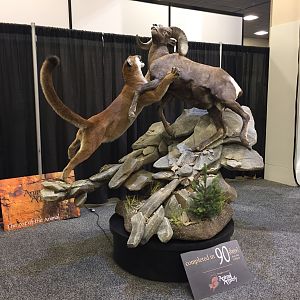 Mountain Lion Scene Full Mount Taxidermy