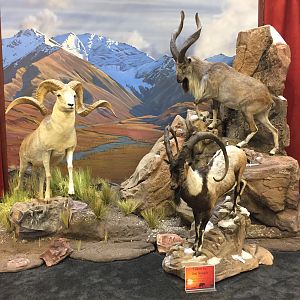 Sheep Full Mount Taxidermy