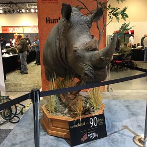 Rhino Shoulder Mount Taxidermy