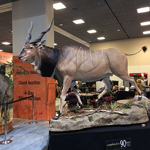 Derby Eland Full Mount Taxidermy