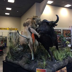 Lion Buffalo Scene Full Mount Taxidermy