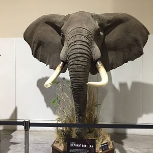 Elephant Head Mount Taxidermy