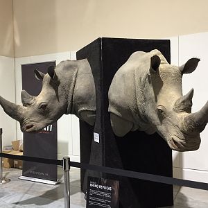 White Rhino Shoulder Mount Taxidermy