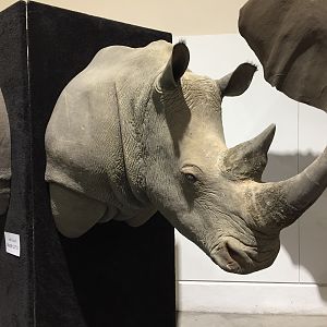 White Rhino Shoulder Mount Taxidermy