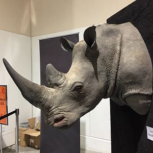 White Rhino Shoulder Mount Taxidermy