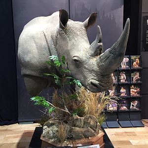 White Rhino Shoulder Mount Taxidermy