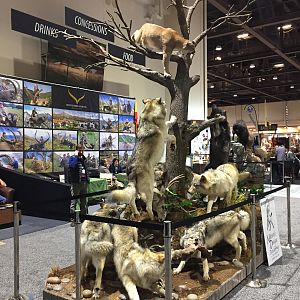 Wolves Scene Full Mount Taxidermy