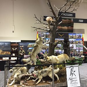 Wolves Scene Full Mount Taxidermy