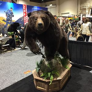 Bear Full Mount Taxidermy