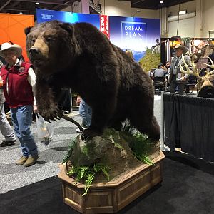 Bear Full Mount Taxidermy