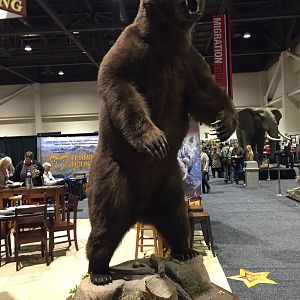 Bear Full Mount Taxidermy