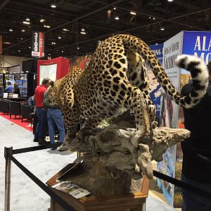 Leopard Full Mount Taxidermy