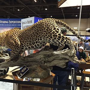 Leopard Full Mount Taxidermy