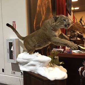 Mountain Lion Full Mount Taxidermy