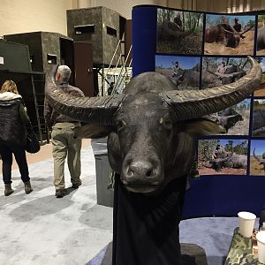 Asiatic Buffalo Shoulder Mount Taxidermy